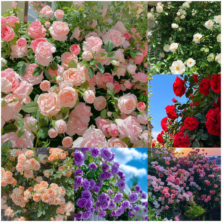 Climbing rose with fragrant flowers in full bloom, showcasing elegant garden beauty and natural aroma